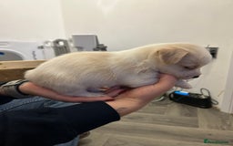 Jack Russell dogs for sale: Beautiful Jack Russell Pups 1 boy/ 1 girl  - Image 9