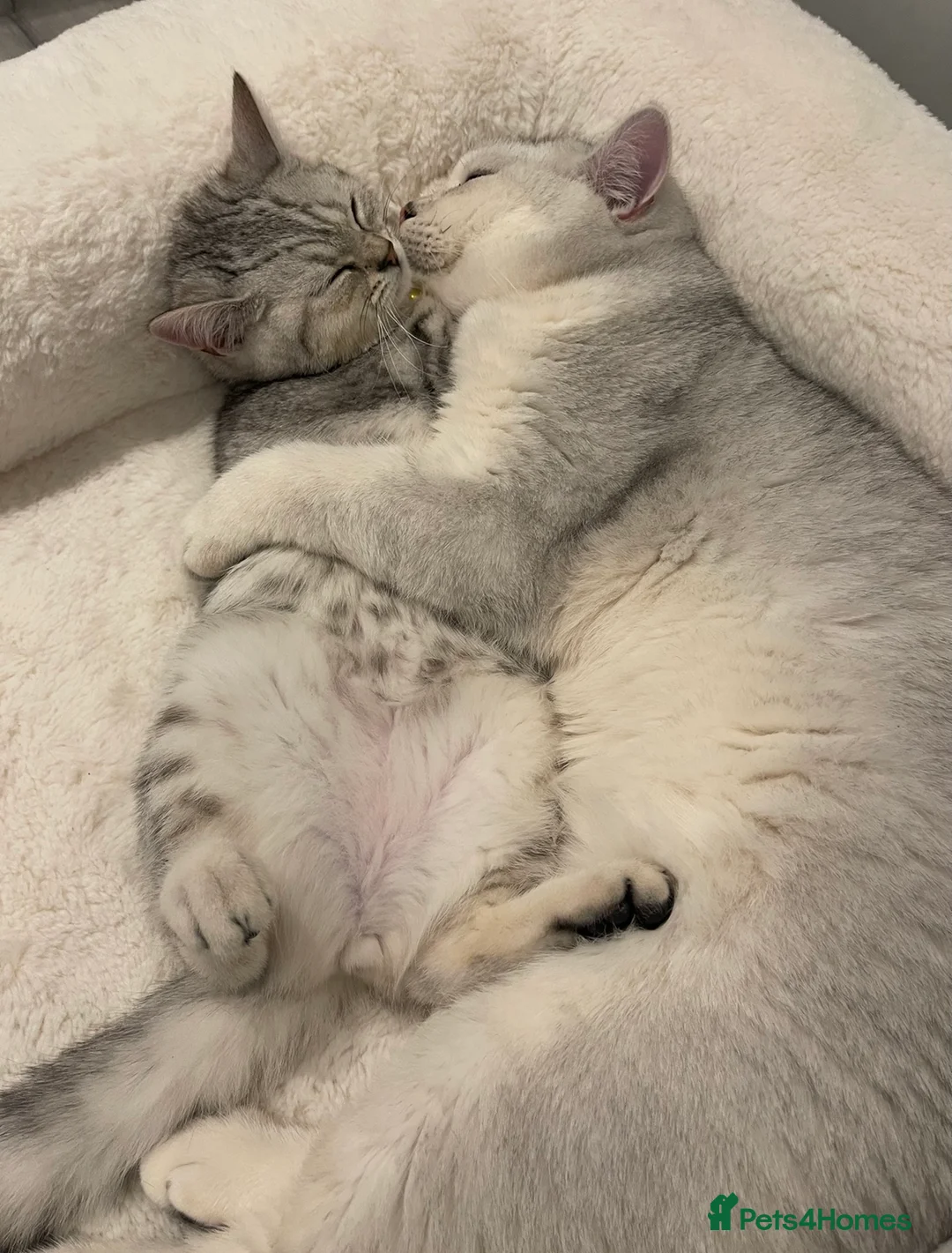 British Shorthair cats for stud: Handsome GCCF Non-Active BSH Stud in London - Advert 3