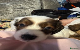 Jackapoo dogs for sale: Cavapoo x jack Russell puppies  - Image 29