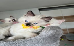 Ragdoll cats for sale: Registered Ragdoll kittens LAST GIRL HCM/PKD clear - Image 9