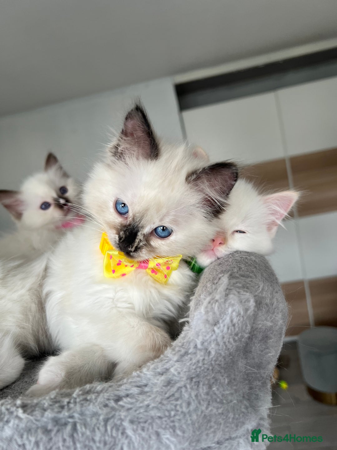 Ragdoll cats for sale: Registered Ragdoll kittens LAST GIRL HCM/PKD clear - Image 9