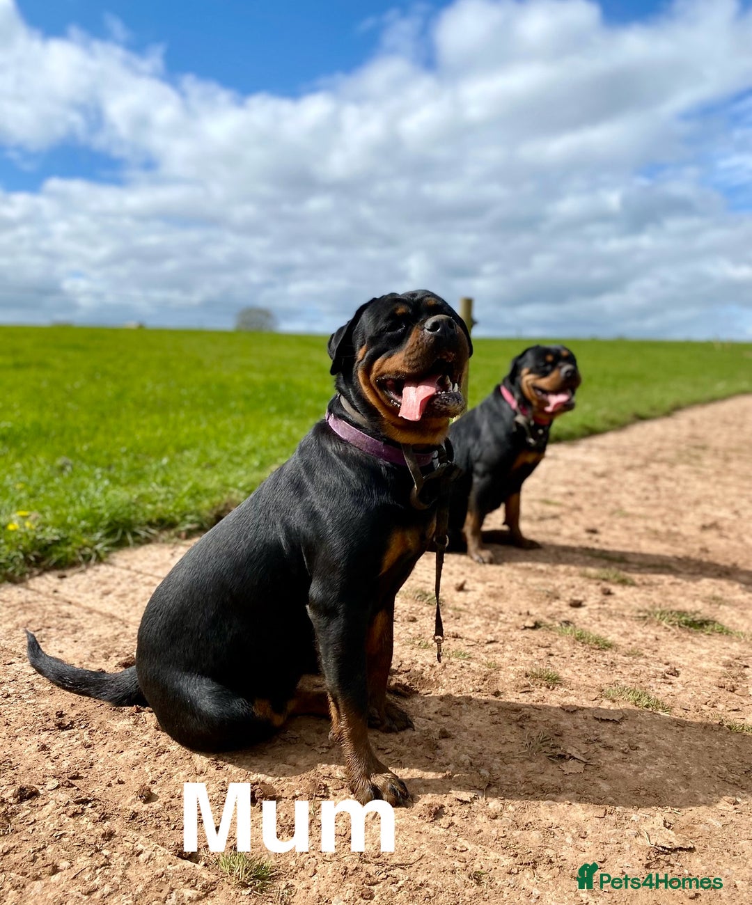 Rottweiler dogs for sale: 🏆(Kc)Champion bloodline Rottweiler puppies. - Image 7