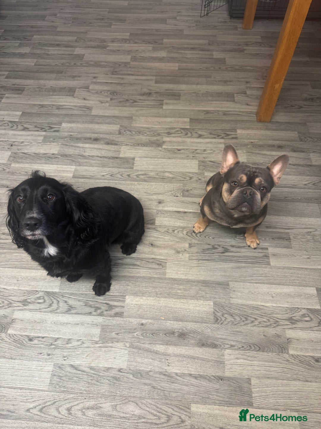 French Bulldog dogs for sale: Beautiful French bulldog - Advert 2