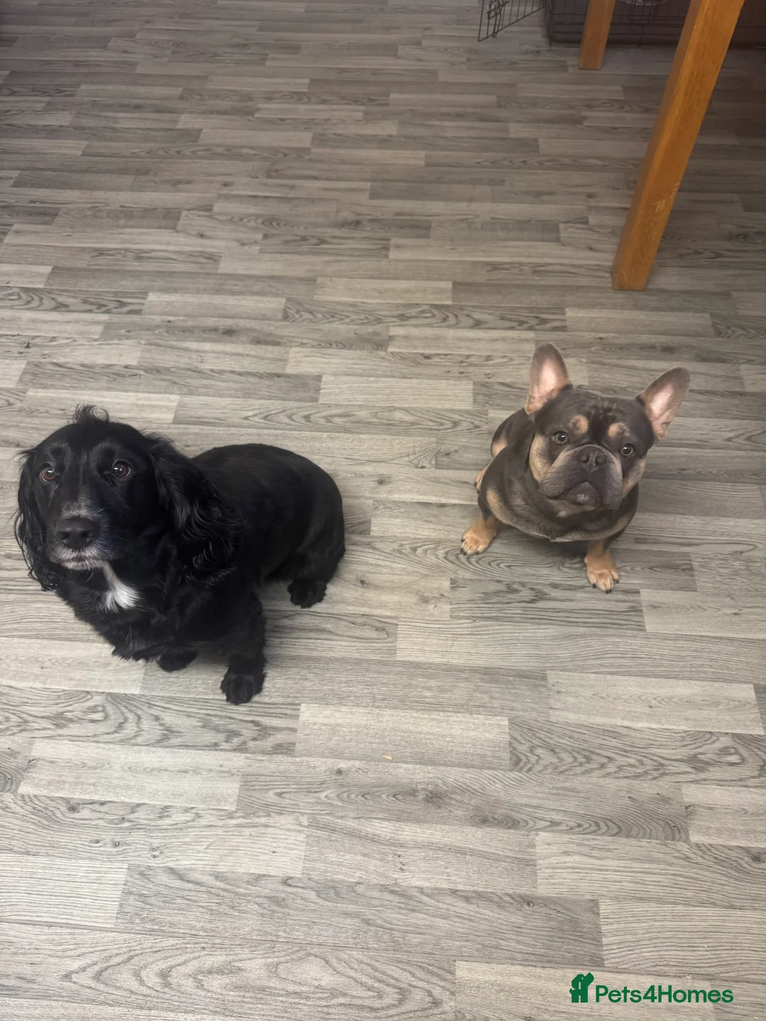 French Bulldog dogs for sale: Beautiful French bulldog - Advert 2