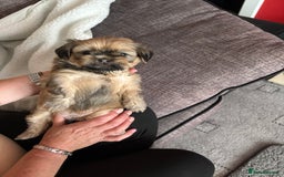 Zuchon dogs for sale: Zuchon pups - Image 9