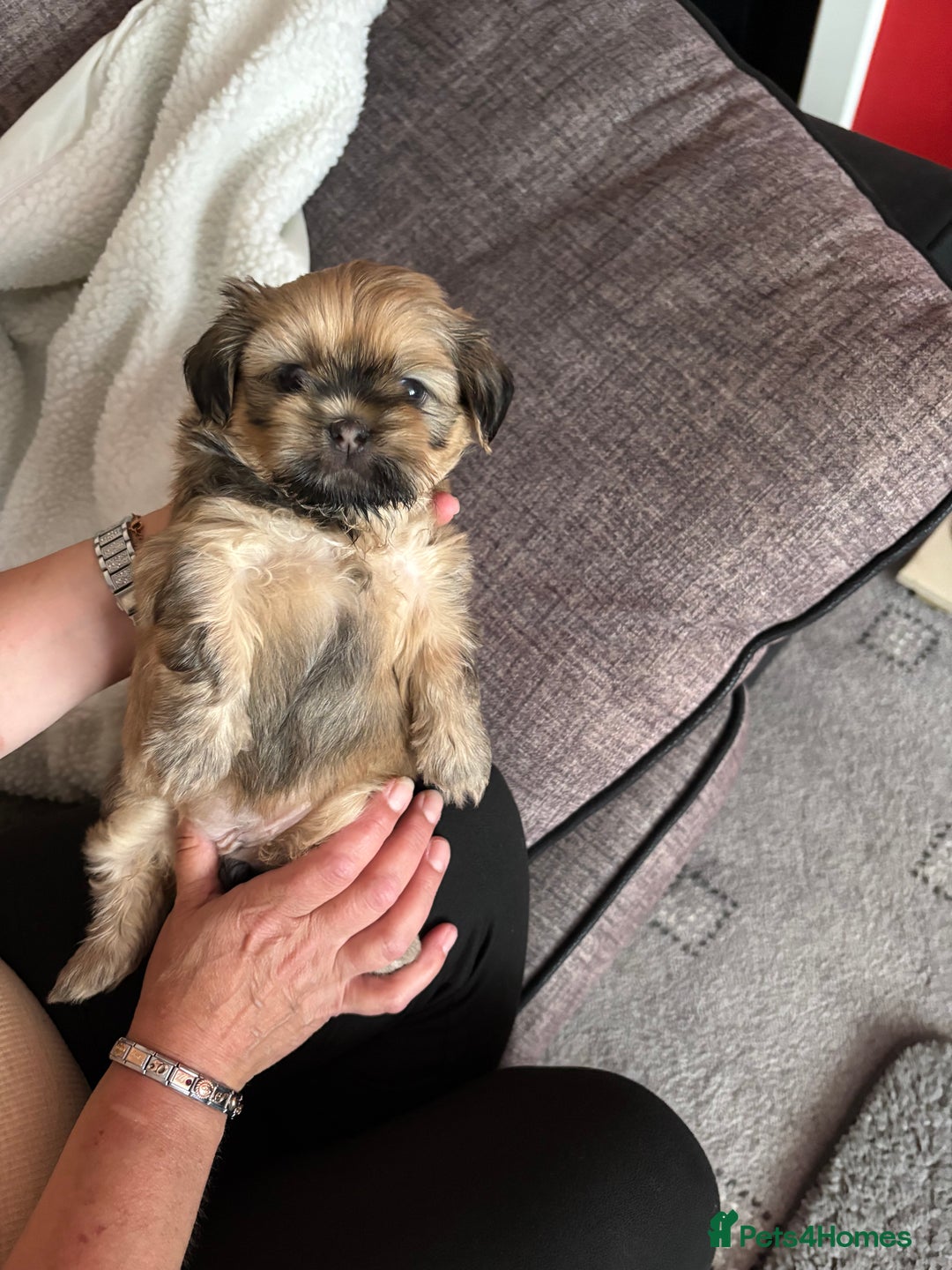 Zuchon dogs for sale: Zuchon pups - Image 9