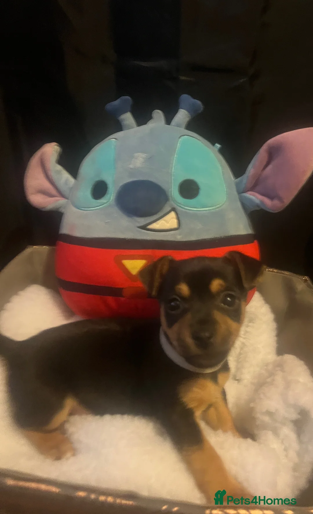 Jack Russell dogs for sale: Miniature rare natural bobtailed jack Russells - Advert 27