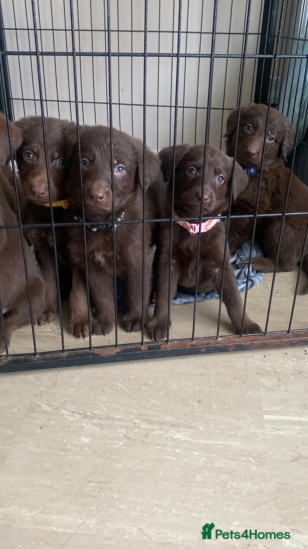 Mixed Breed dogs for sale: Beautiful Puppies – ONLY / LEFT!!! - Advert 8