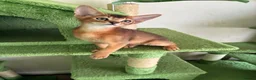 Abyssinian cats for sale: TICA 5* pedigree Abyssinian Kittens  - Advert 27