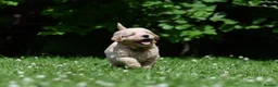 Goldendoodle dogs for sale: Quality Health Tested Goldendoodles - Advert 16