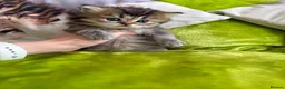 British Longhair cats for sale: British Longhair Kittens in London - Advert 17