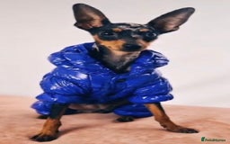 Miniature Pinscher dogs for sale: Miniature pinscher  - Image 4
