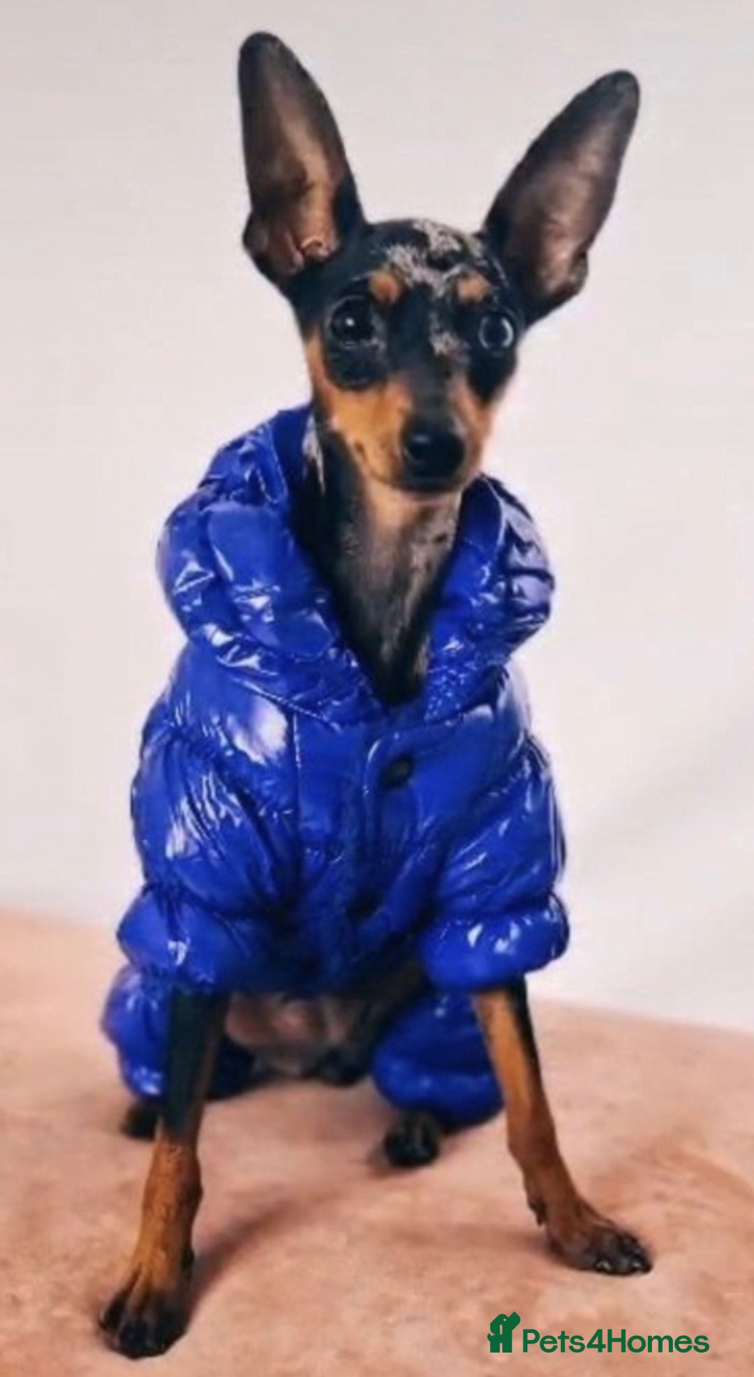 Miniature Pinscher dogs for sale: Miniature pinscher  - Image 4
