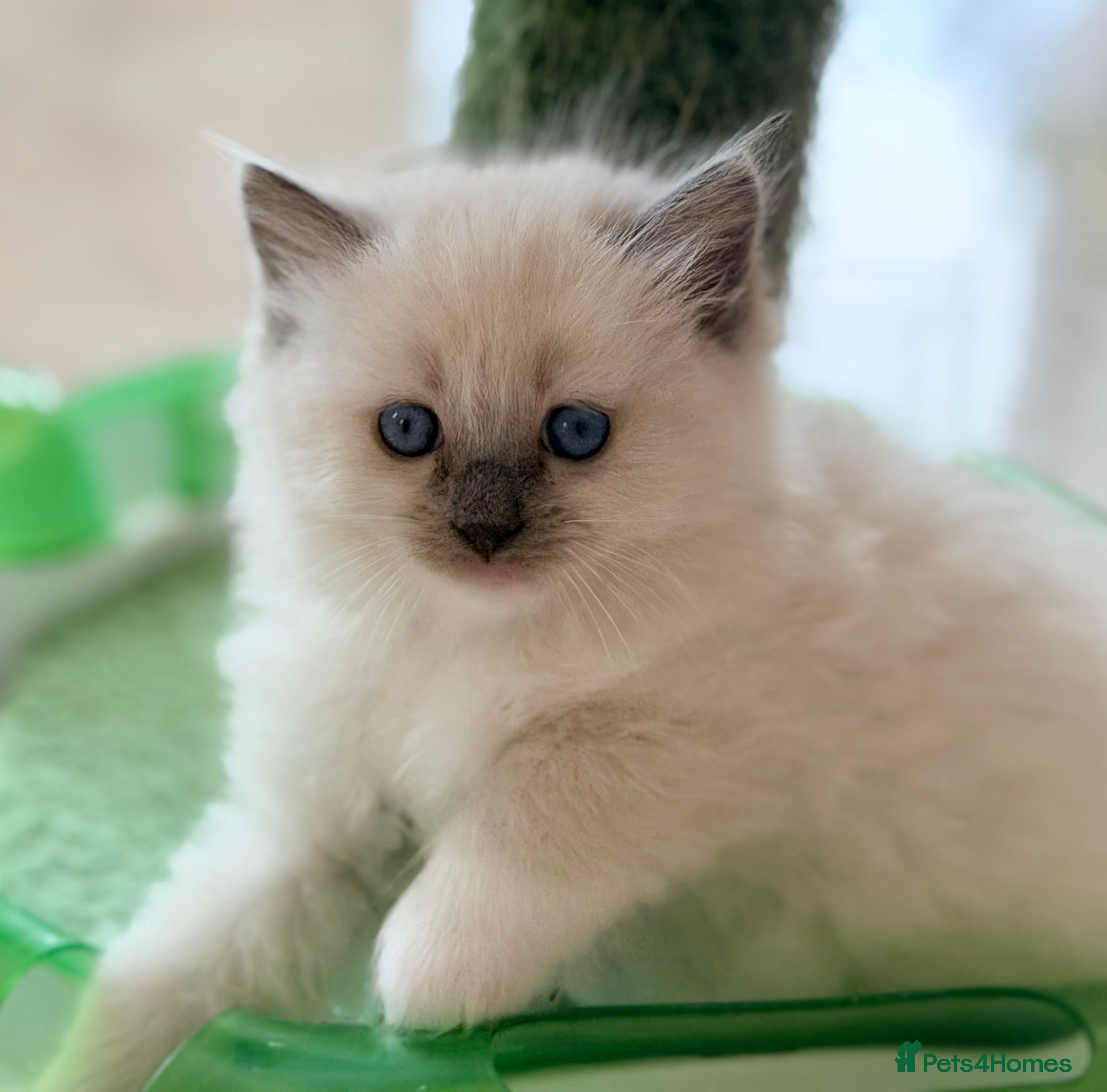 Ragdoll cats Champion pedigree Chucky Ragdoll babies  - Advert 2