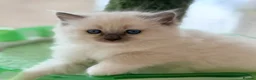 Ragdoll cats for sale: Stunning Champion bloodline TICA Ragdoll kittens - Advert 36