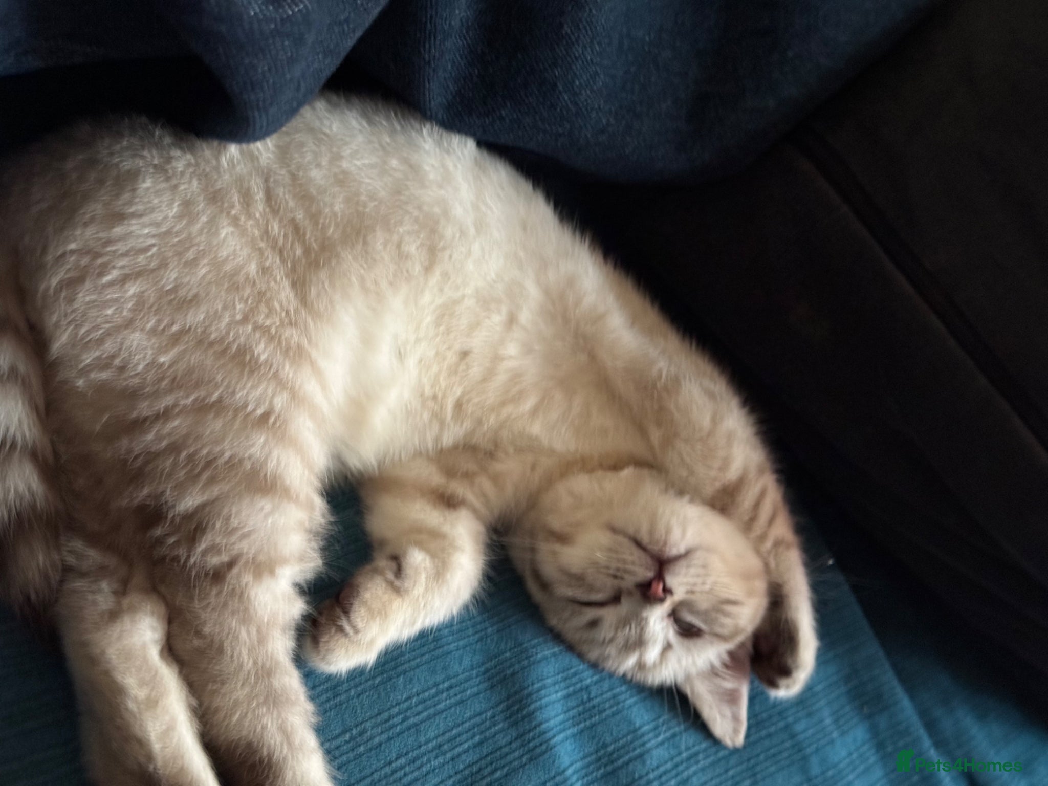 British Shorthair Kitten 1