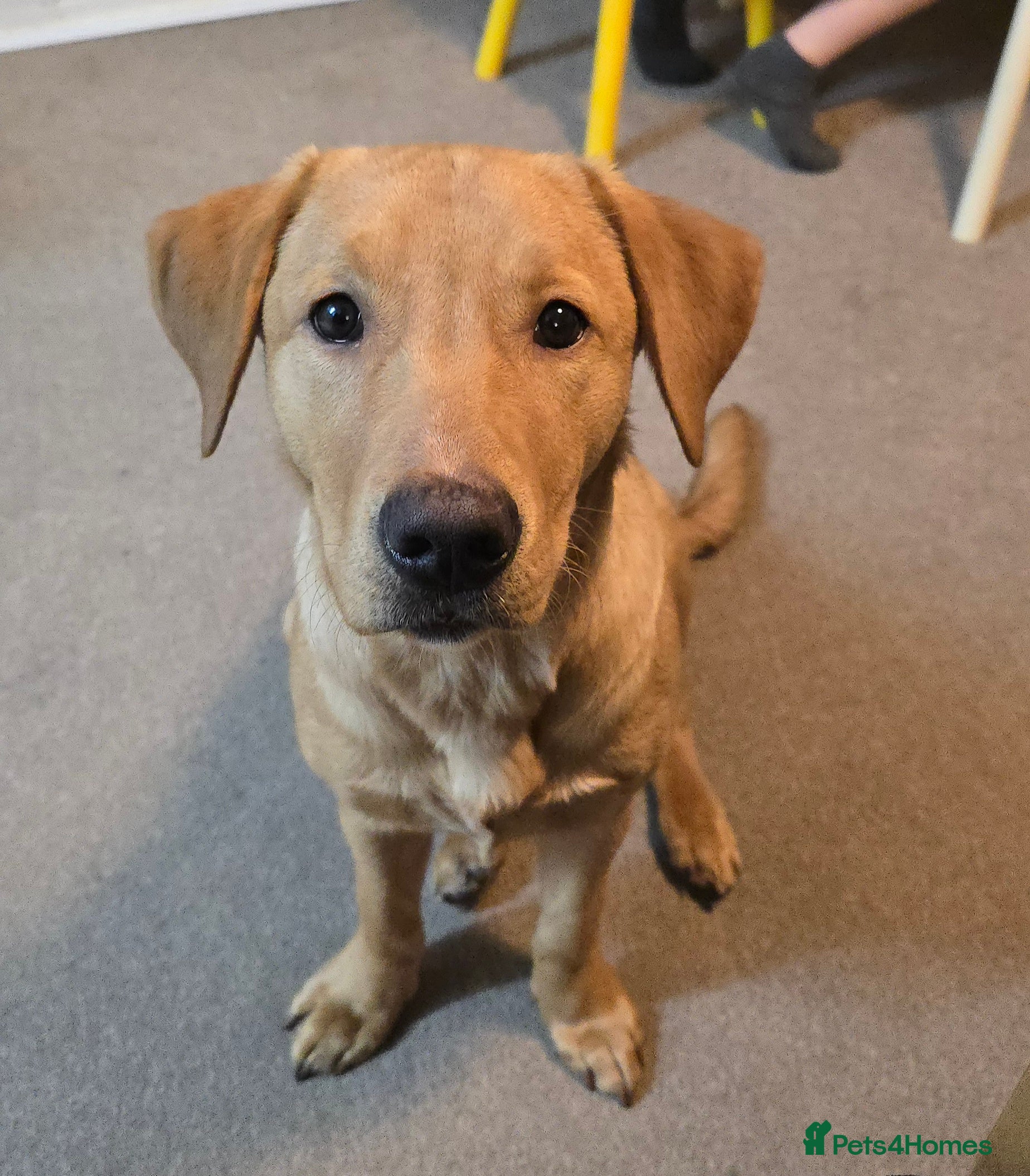 Labrador Retriever dogs  Wonderful KC registered Fox Red Labrador Puppy - Advert 15