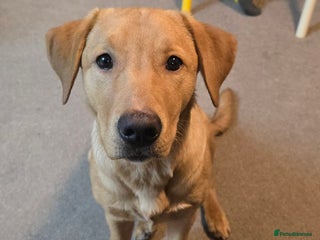 Labrador Retriever dogs Wonderful KC registered Fox Red Labrador Puppy - Advert 15