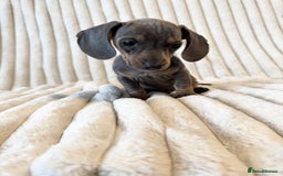 Miniature Dachshund dogs for sale: LAST 2 BOYS Miniature smooth Dachshund puppies - Image 13