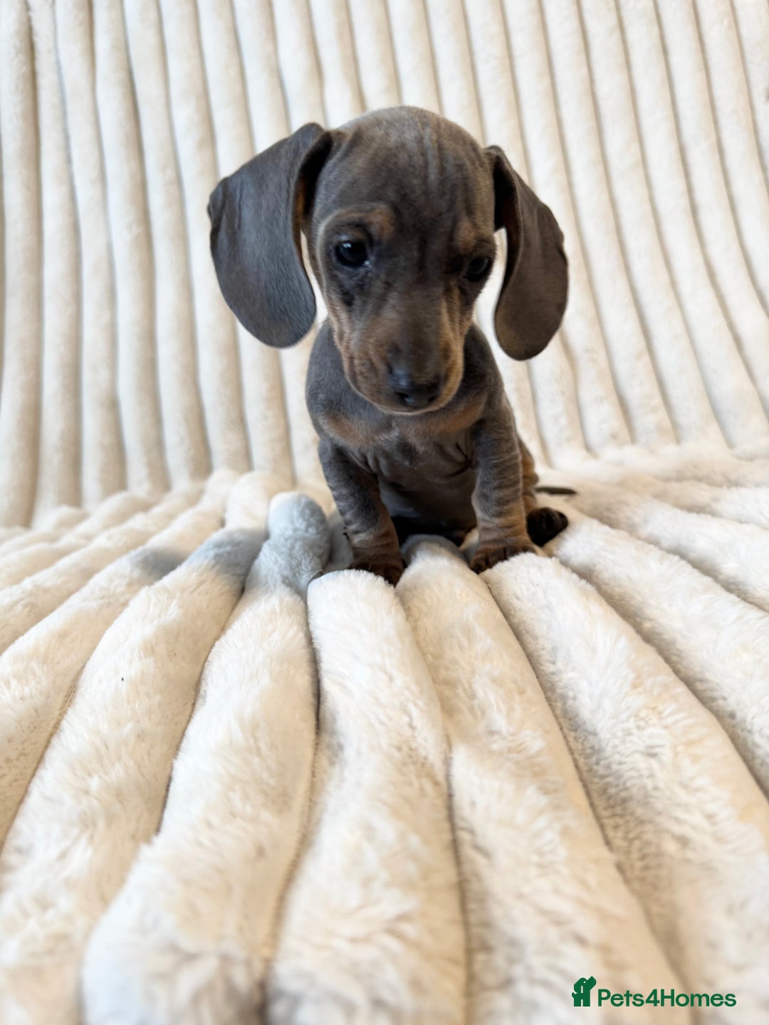 Miniature Dachshund dogs for sale: LAST 2 BOYS Miniature smooth Dachshund puppies - Image 13