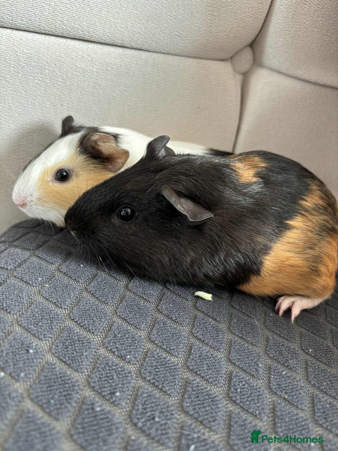 Guinea Pig rodents 2 x female guinea pigs cage and accessories - Advert 1