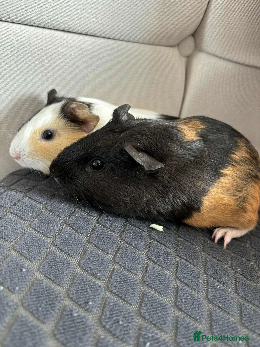 Guinea Pig rodents for sale: 2 x female guinea pigs cage and accessories in Burnham-on-Sea - Advert 1