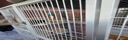 Budgerigars birds for sale: Pair budgies  - Advert 5