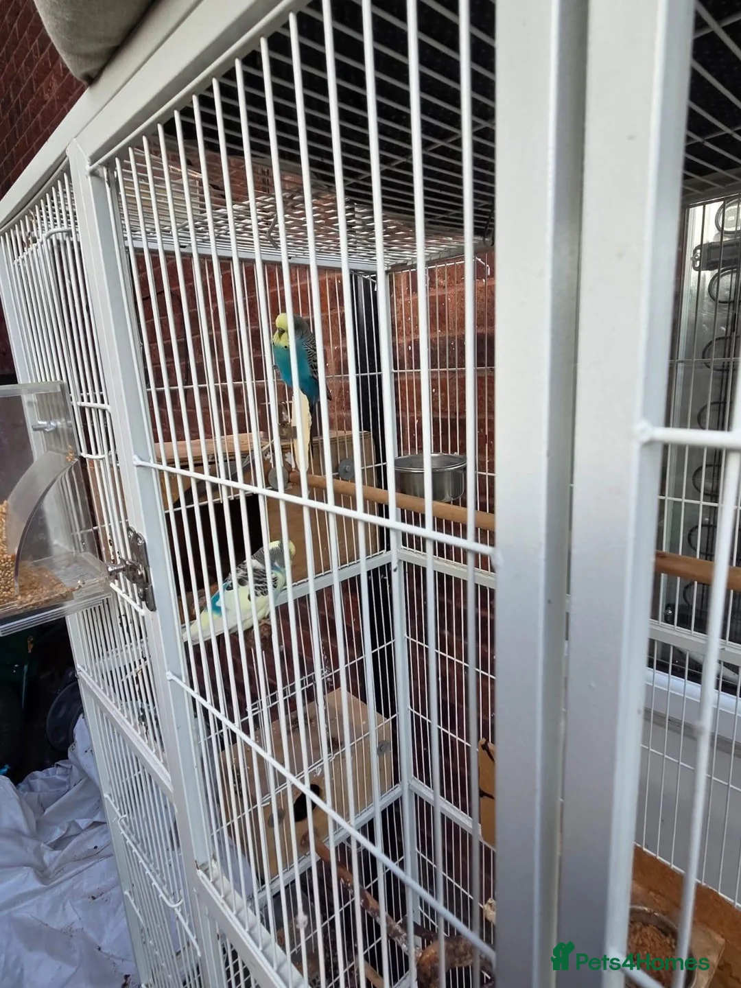 Budgerigars birds for sale: Pair budgies  - Advert 5