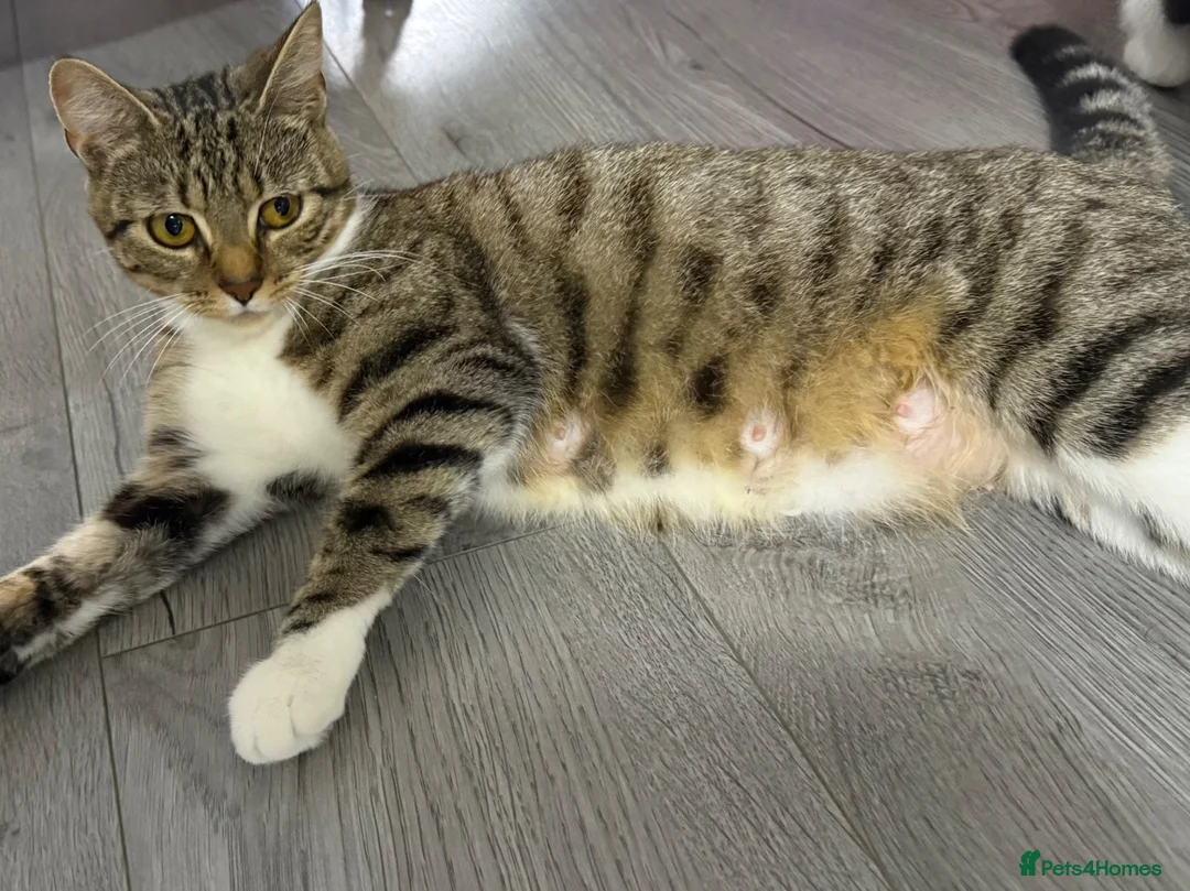 British Shorthair cats for sale: Litter of 5 kittens  - Advert 2