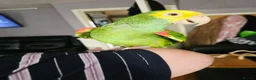 Parrots birds for sale: Double Yellow headed Amazon - Advert 4