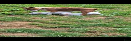 Bull Terrier dogs for sale: 2 female bull terriers ready for new home in Dunfermline - Advert 10