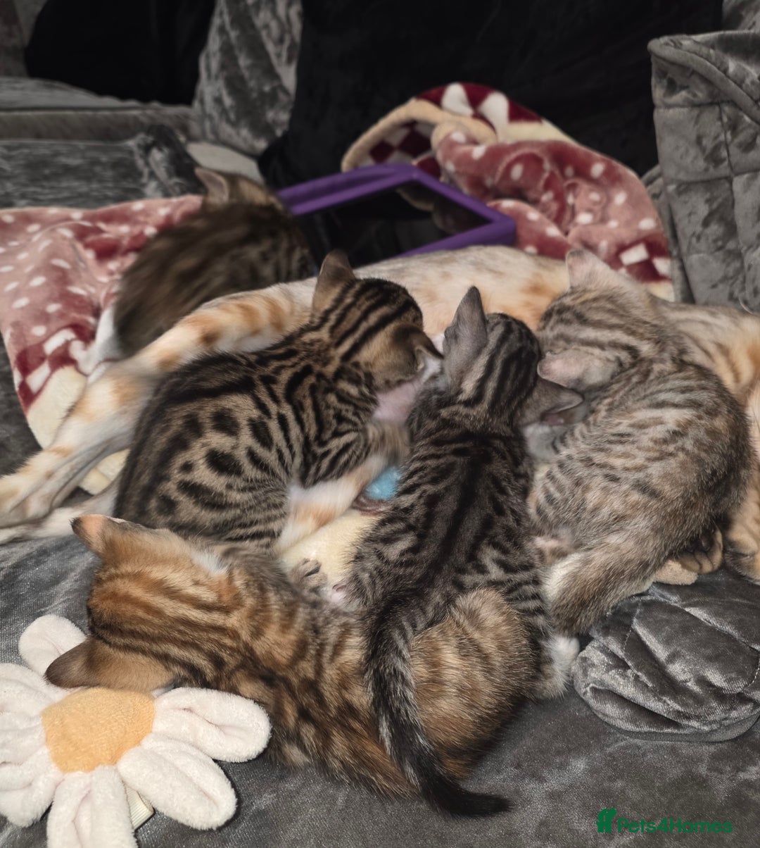 Bengal cats for sale: Bengal Cross Kittens - Image 2