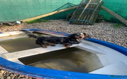 Dachshund dogs for sale: Beautiful standard dachshund puppies ❤️ - Image 32