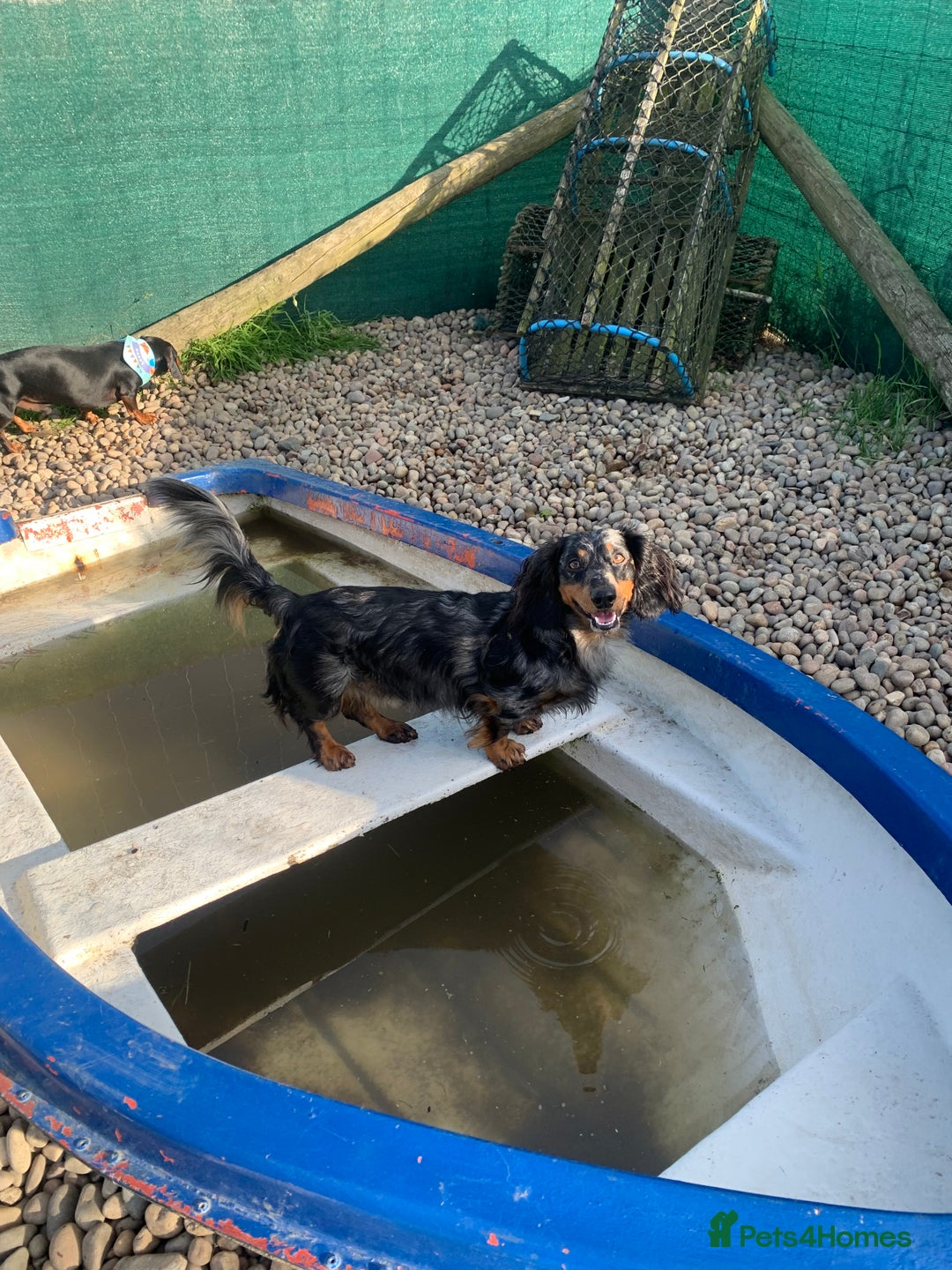 Dachshund dogs for sale: Beautiful standard dachshund puppies ❤️ - Image 32