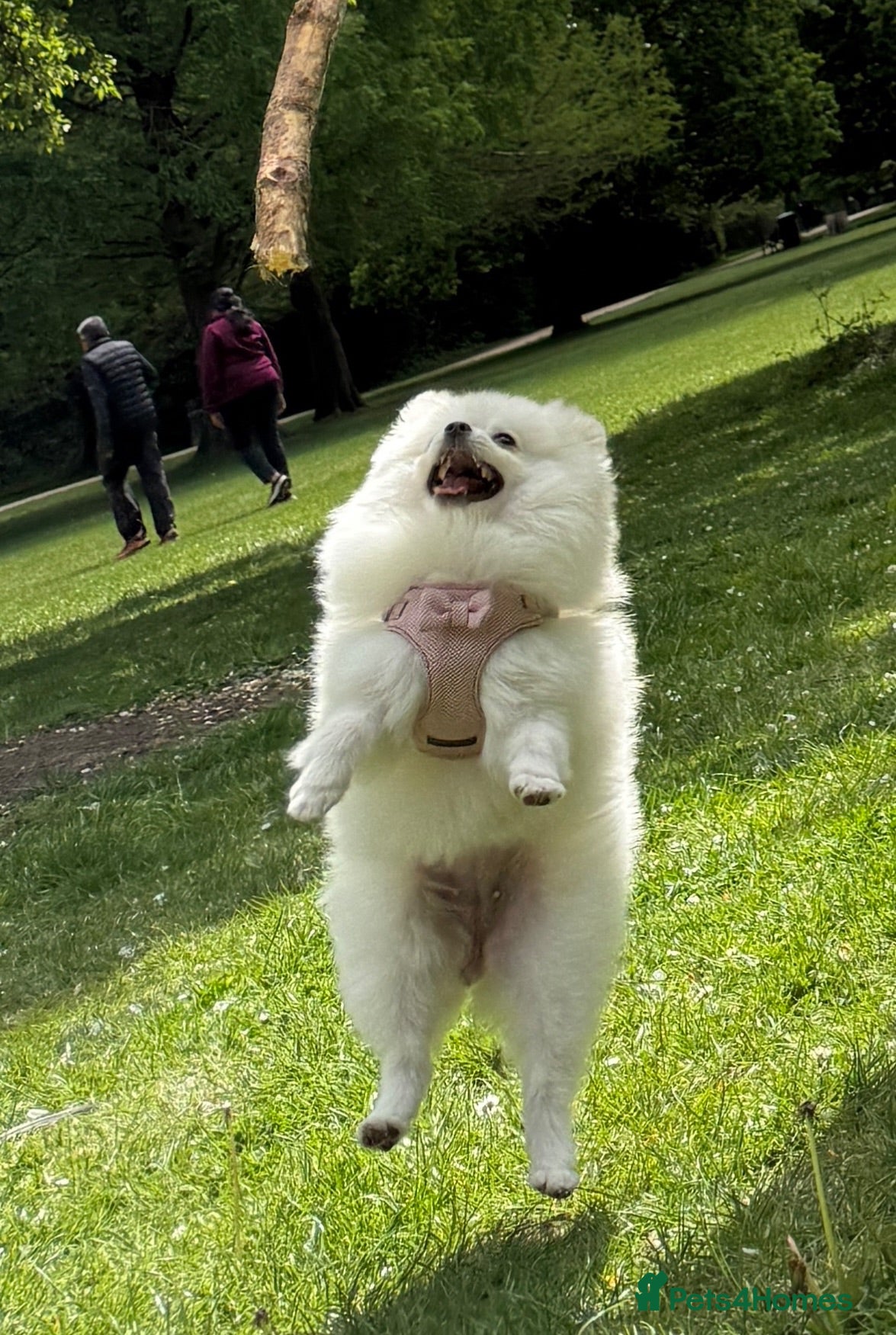 Pomeranian dogs Pomeranian puppy  - Advert 1