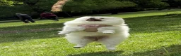 Pomeranian dogs for sale: Pomeranian puppy  - Advert 1