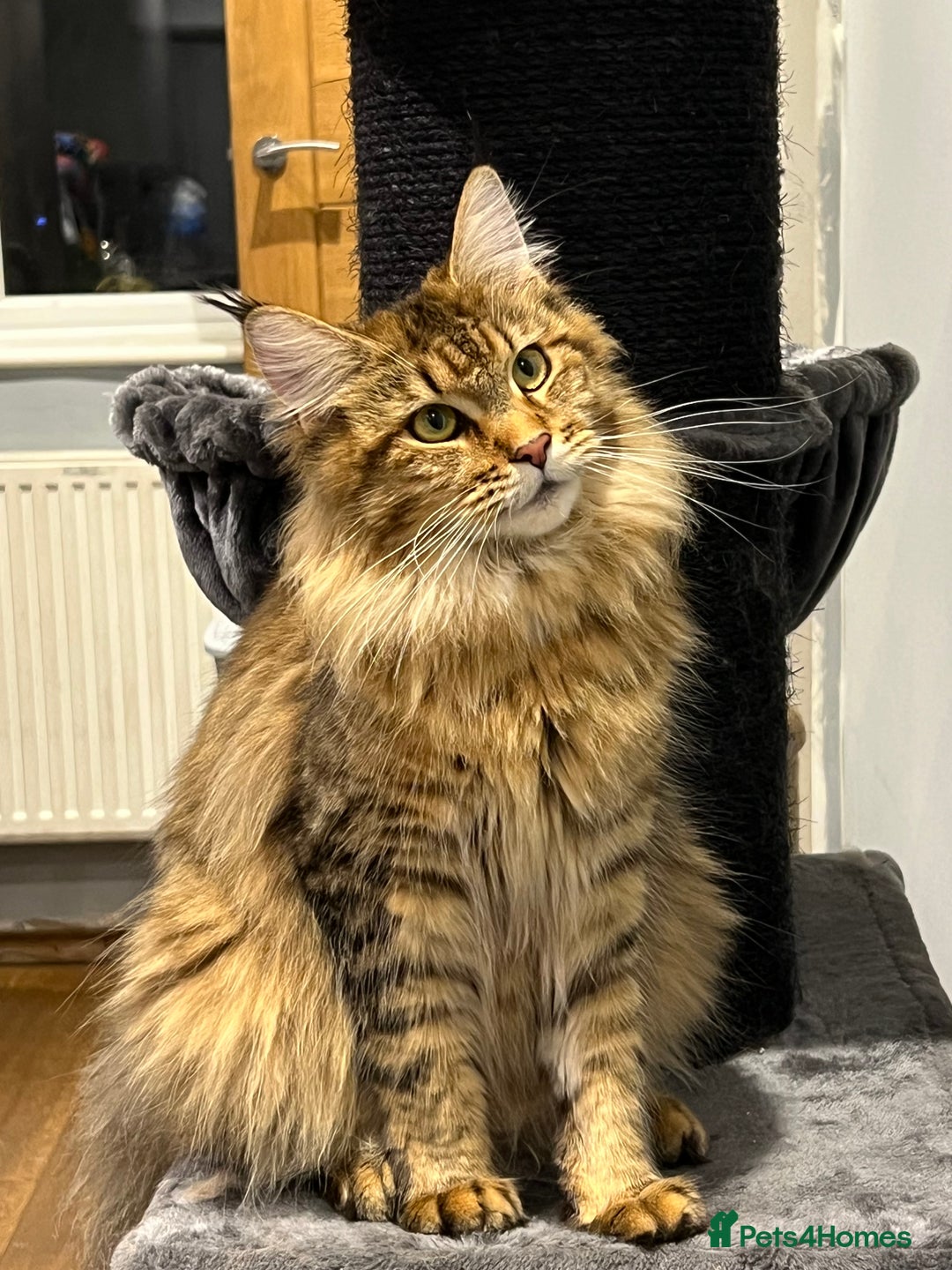 Maine Coon cats for sale: XL Russian Cubs 🇷🇺 ❤️ - Image 6