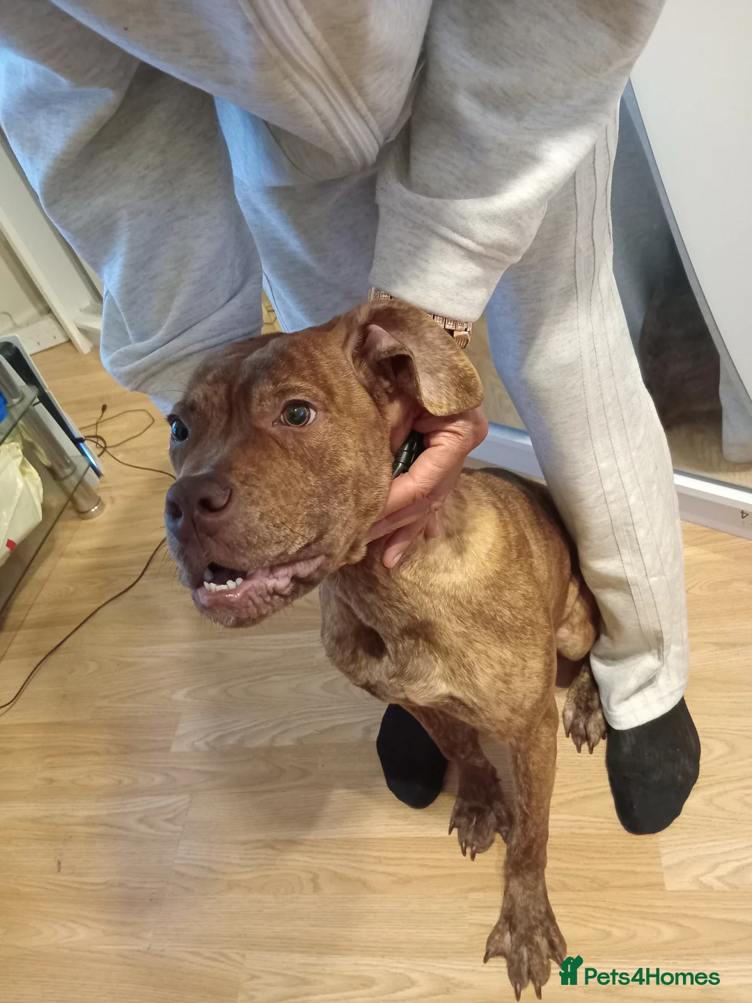 Dogue De Bordeaux dogs for sale: Our lovely happy puppy [full breed] - Advert 2