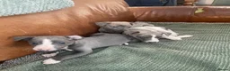 Whippet dogs for sale: Stunning Litter of KC Whippet Puppies - Advert 20