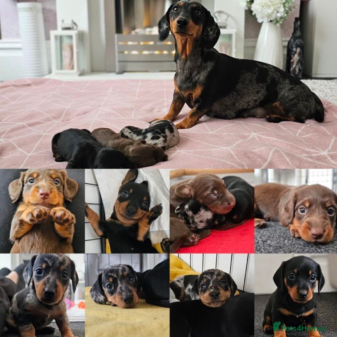 Miniature Dachshund dogs for stud: Proven Stud Black & Tan Miniature Dachshund Stud in Durham - Advert 20