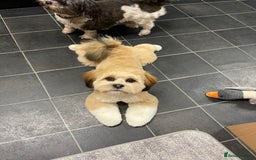 Lhasa Apso dogs for sale: 6 beautiful Lhasa apsos  - Image 26