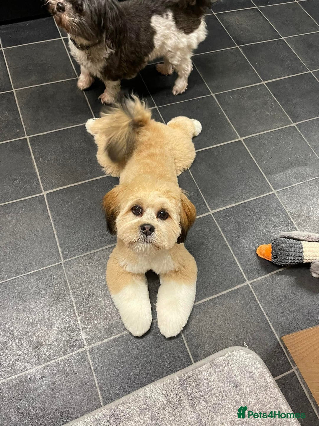 Lhasa Apso dogs for sale: 6 beautiful Lhasa apsos  - Image 26