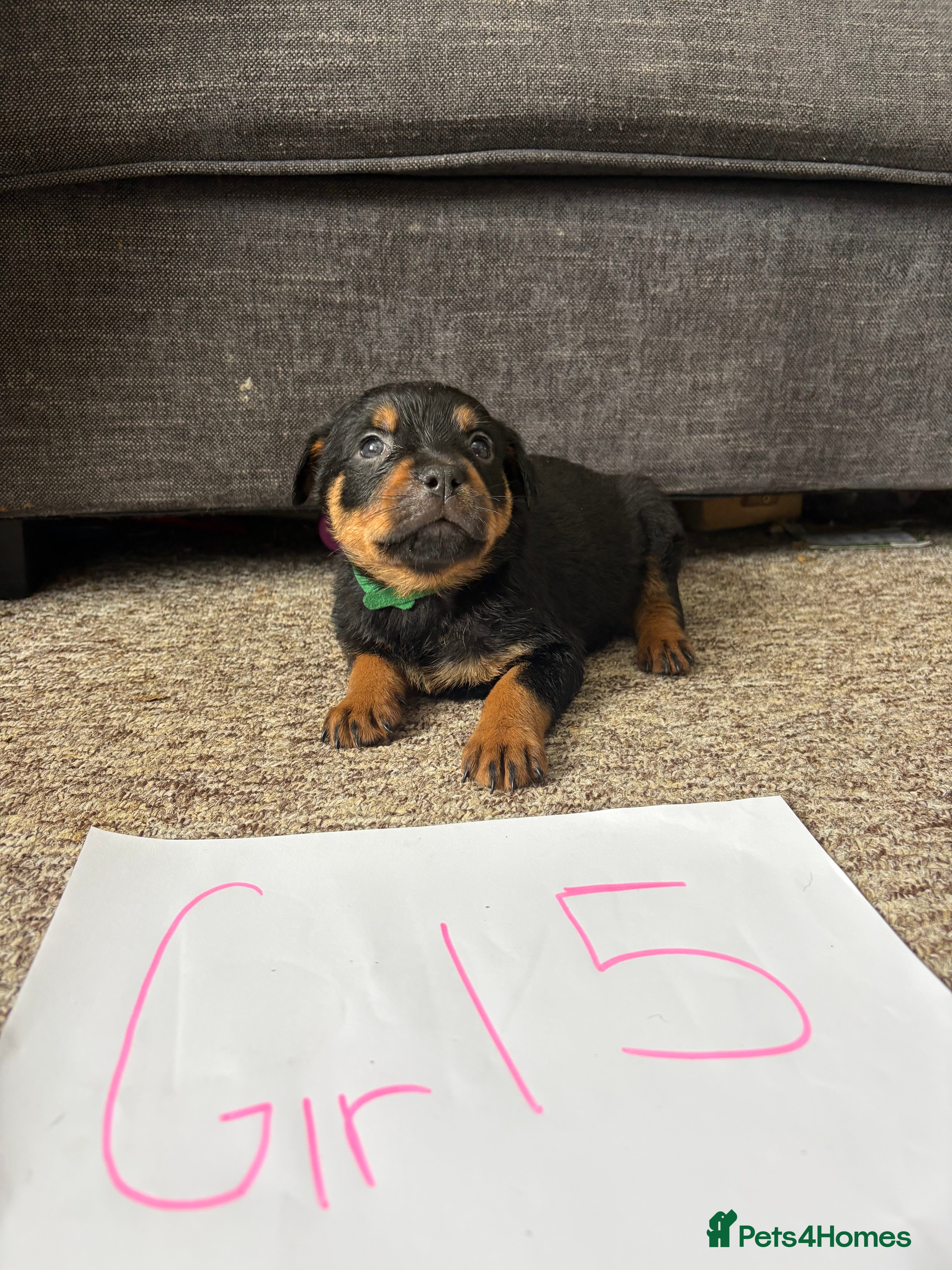 Rottweiler Puppy 10