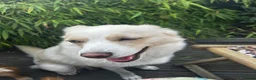 Pomsky dogs for sale: Pomsky Miniature Husky looking for a new home  - Advert 3