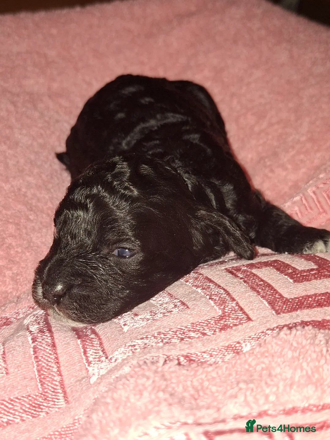 Cockapoo dogs for sale: Beautiful cockapoo puppies  - Advert 2