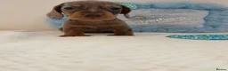 Miniature Dachshund dogs for sale: Beautiful miniature Dachshuhds available  - Advert 7