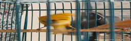 Canaries birds for sale: Canary MALES - Advert 12