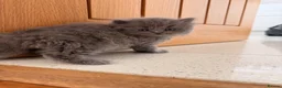 British Shorthair cats for sale: Plush rainbow litter of BSH x SF for viewing  - Advert 8