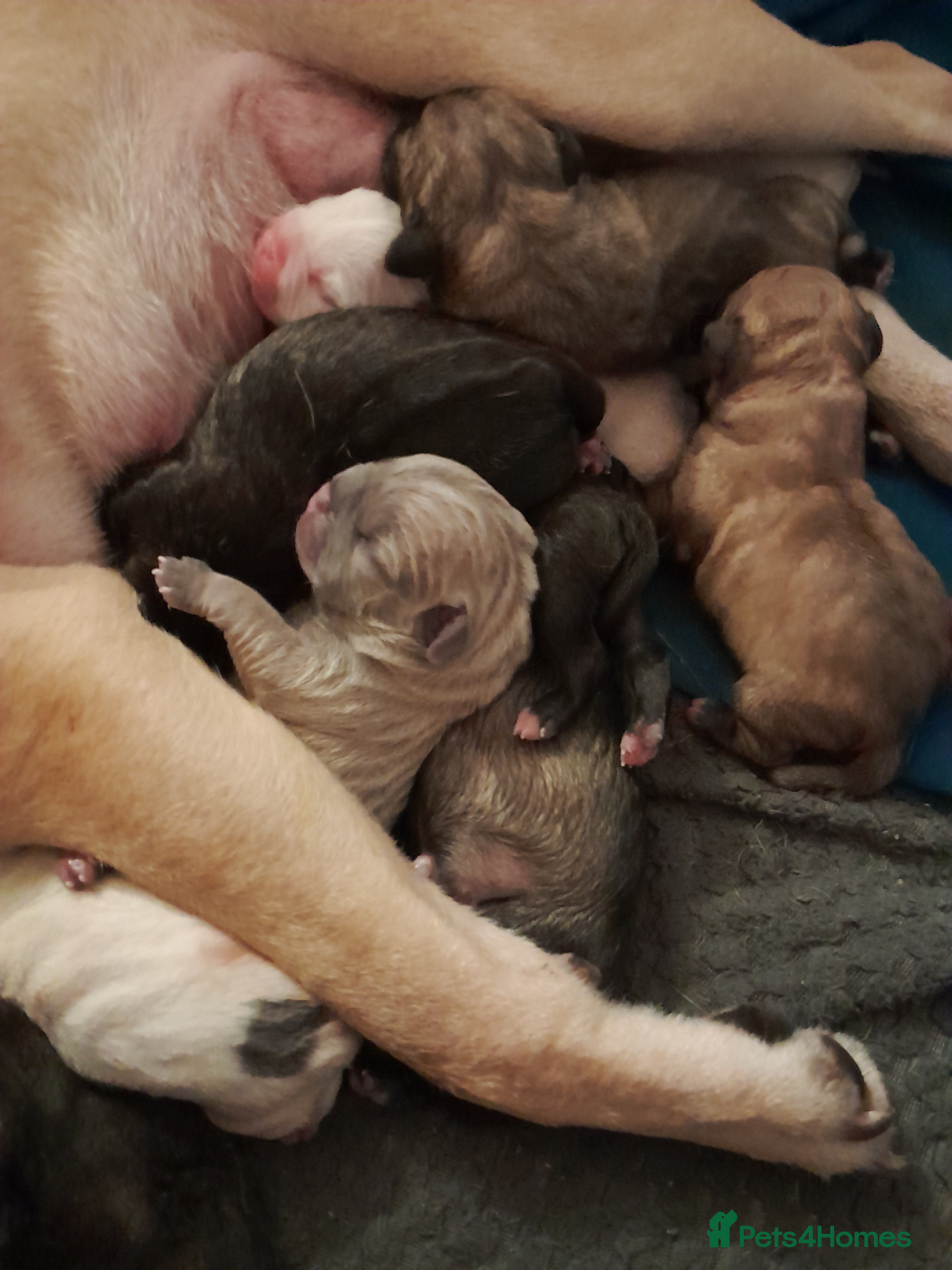 Mixed Breed dogs Mixed breed - Advert 4