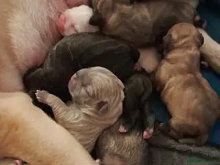 Mixed Breed dogs Mixed breed - Advert 4